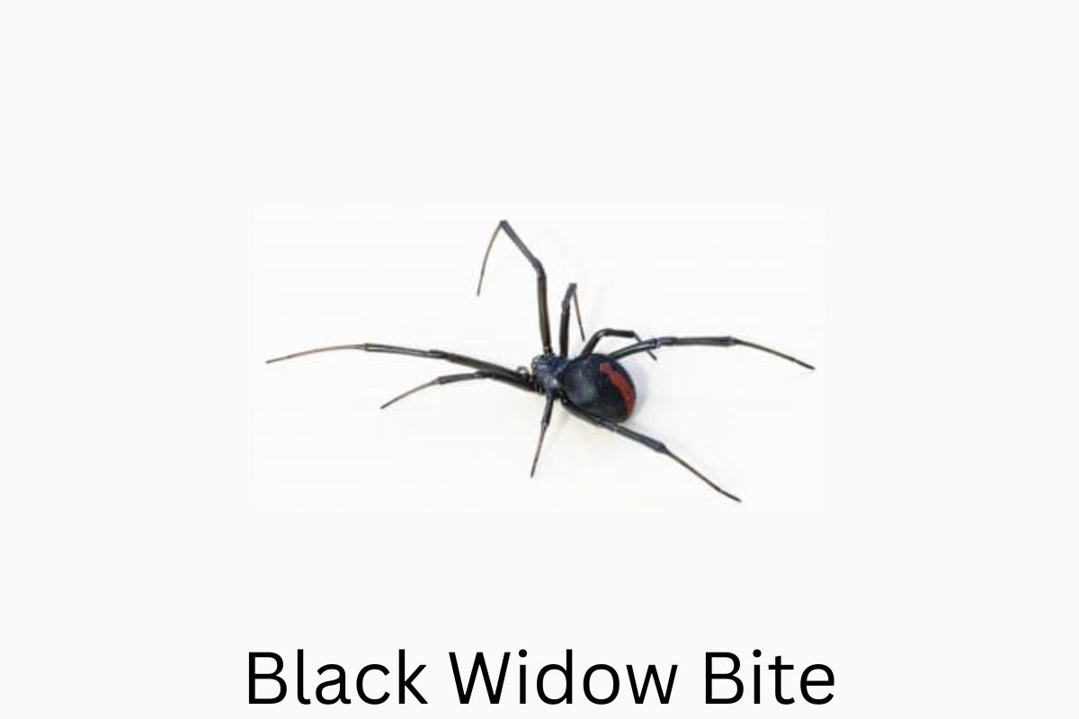 Black Widow Bite