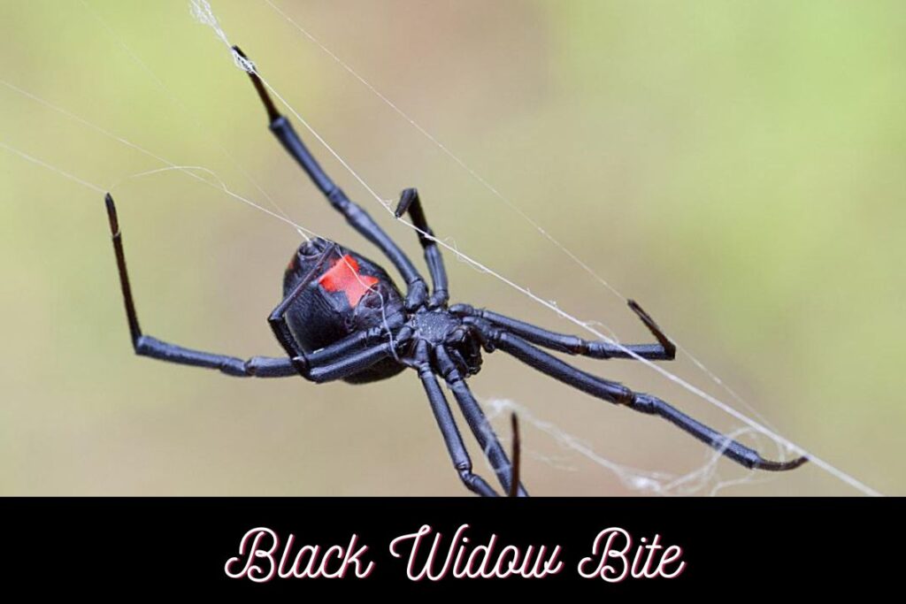 Black Widow Bite